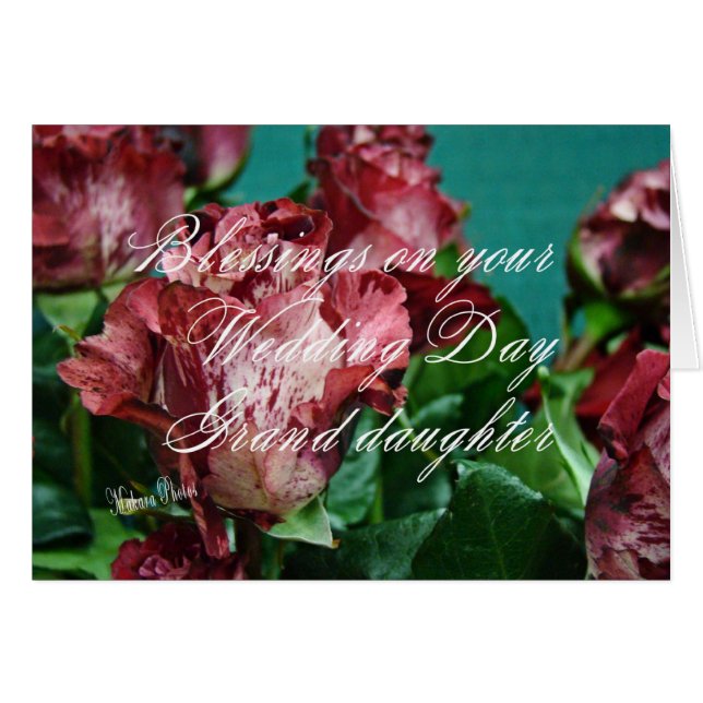 GRD-zz des roses WD 11 de Megan (Devant horizontal)