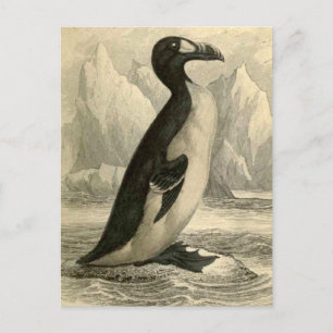 Great Auk : Carte postale imprimée de Vintage Jard