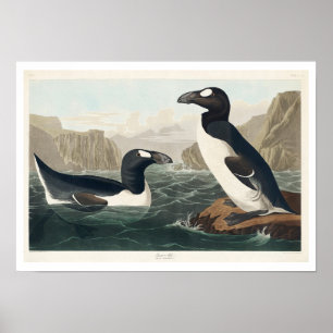 Great Auk par Audubon Poster