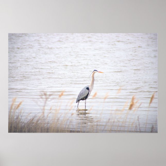 Great Blue Heron Poster (Devant)
