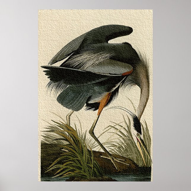 Great Blue Heron Poster Print (Devant)