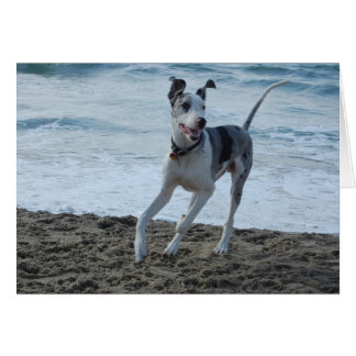 Great Dane à la plage