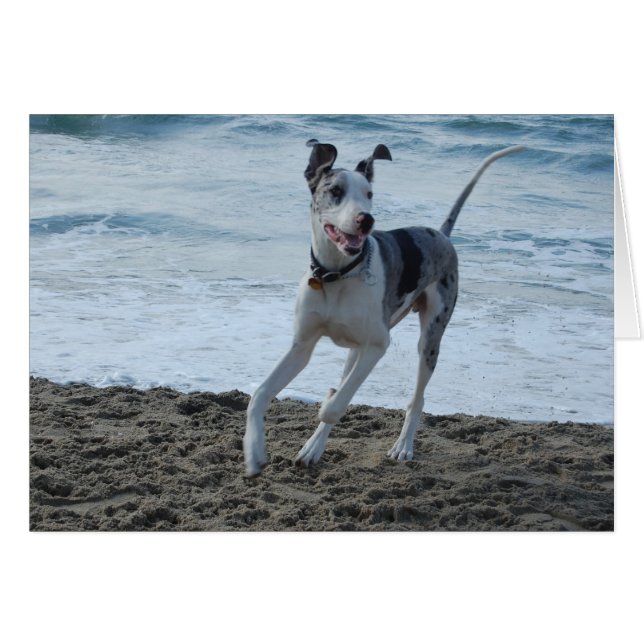 Great Dane à la plage (Devant horizontal)