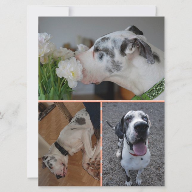 Great Dane Birthday Invitation with 3 Photos (Dos)