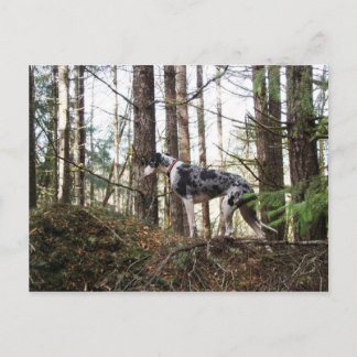 Great Dane Marlie dans Woods Carte postale