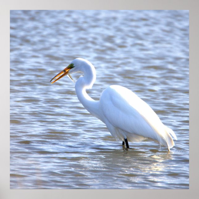 Great Egret with Fish Poster (Devant)