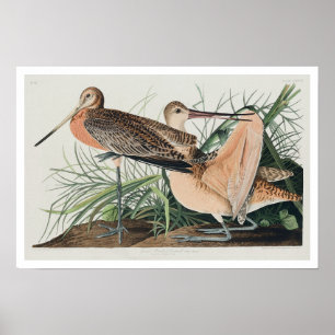 Great Marbled Godwit par Audubon Poster