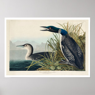 Great Northern Diver ou Love par Audubon Poster