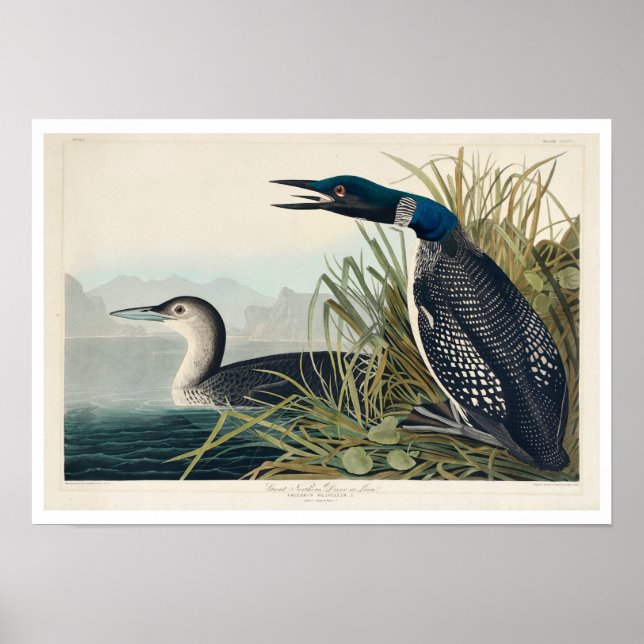 Great Northern Diver ou Love par Audubon Poster (Devant)