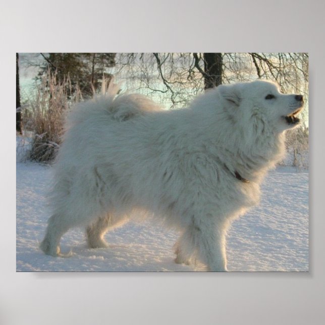 Great Pyrenees Poster (Devant)