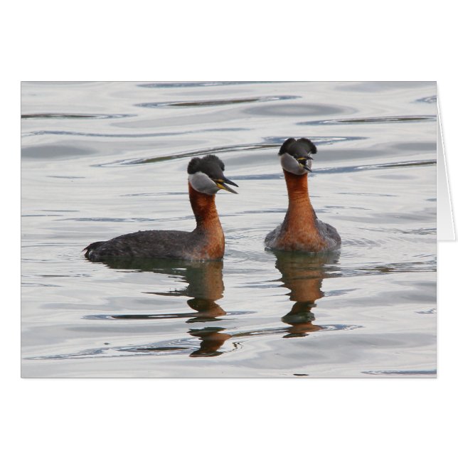 Grèbe à col rouge III (Devant horizontal)