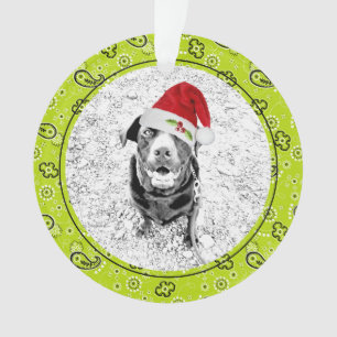 Green Bandana Animal de compagnie Photo NOM Fun No