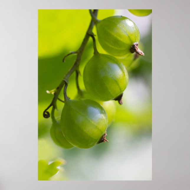 Green Gooseberries CC0208 Wake Up Poster (Devant)