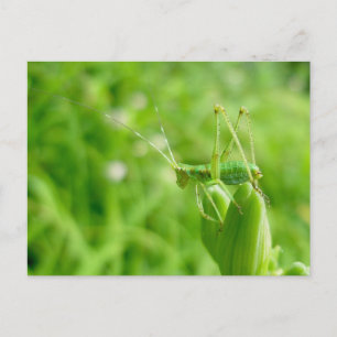 Green Grasshopper sur Daylily Buds Carte Postale