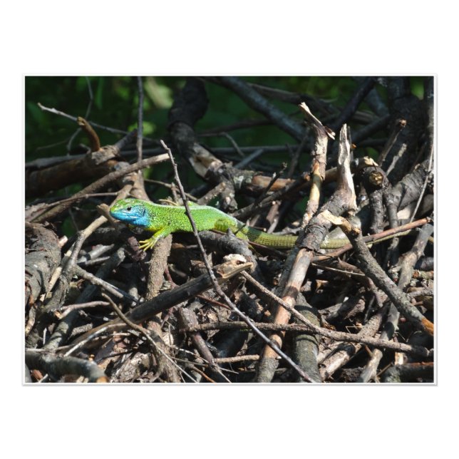 Green Lizard Photographies (Devant)