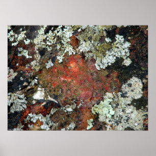 Green Moss & Lichen sur une affiche de Red Rock