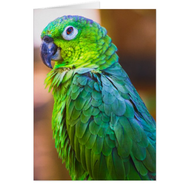 Green parrot (Devant)