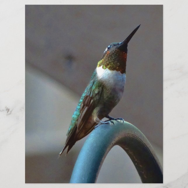 Green ruby little hummingbird (Devant)