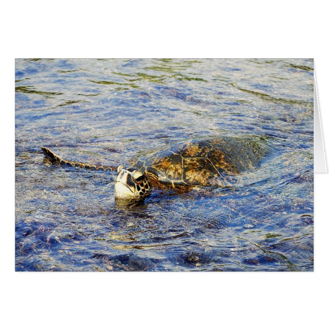 Green Sea Turtle, Hawaii, Carte (Devant horizontal)