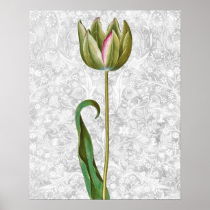 Green Tulip Bud Poster d'art rétro Vintage