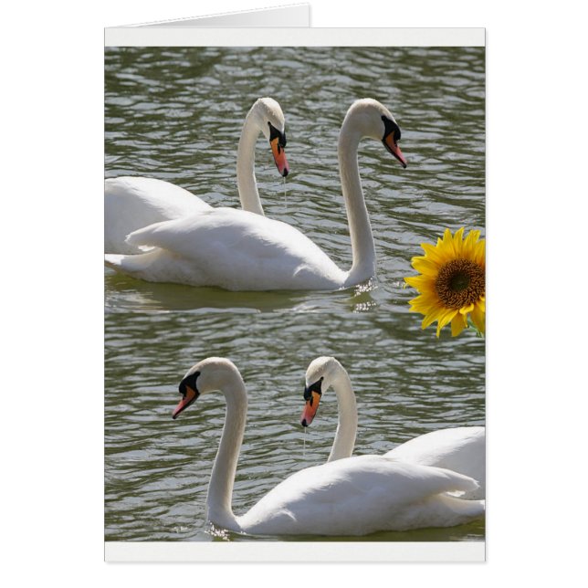 Greeting card swans sunflowers (Devant)