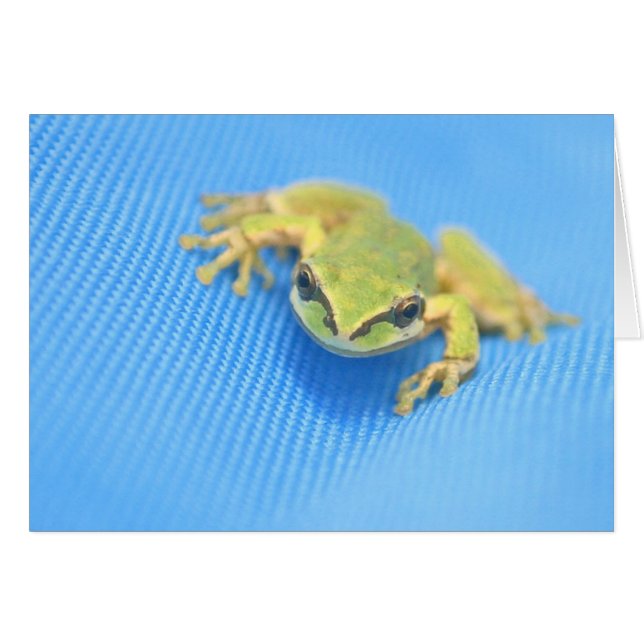 Grenouille (Devant horizontal)