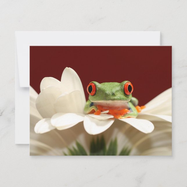 grenouille (Devant)