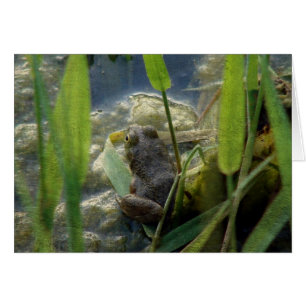 Grenouille