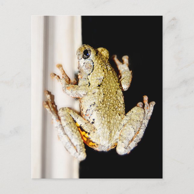 Grenouille à arbre blanc jaune (Devant)
