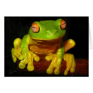 Grenouille à arbre rouge