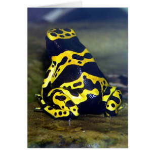 Grenouille à bandes jaunes - Dendrobate leucomelas