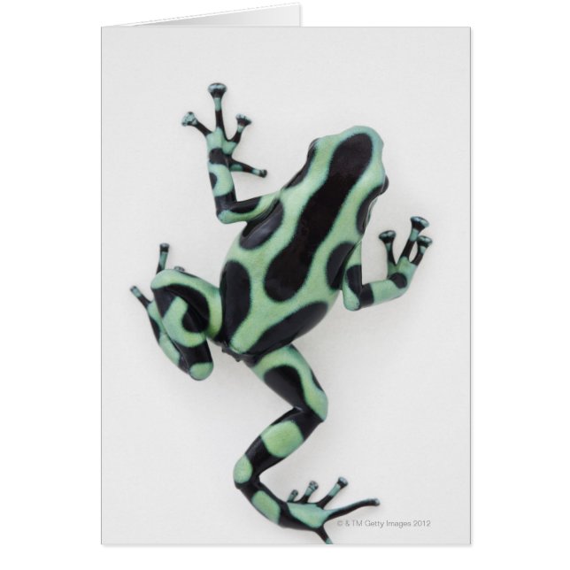 Grenouille à poison noire et verte 2 (Devant)
