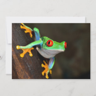 Grenouille à yeux rouges tropicale - Agalychnis Ca