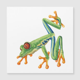 Grenouille arboricole