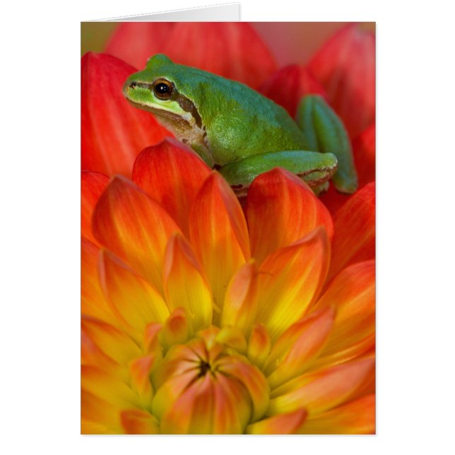 Grenouille arboricole du Pacifique sur des fleurs (Devant)