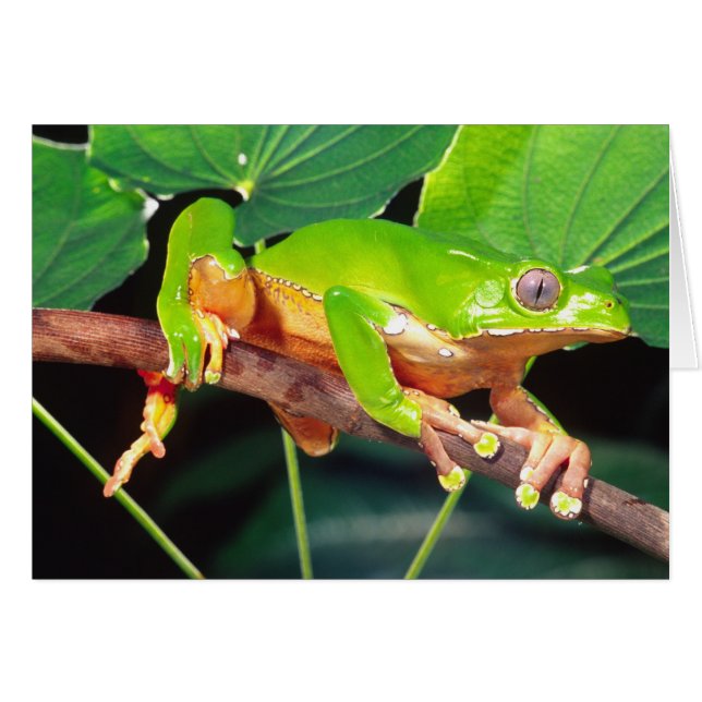 Grenouille arboricole singe bicolore, Phyllomedusa (Devant horizontal)