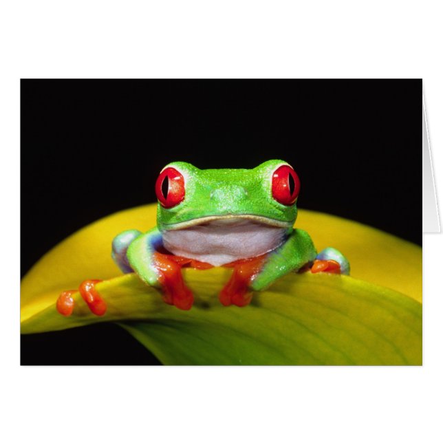 Grenouille aux yeux rouges, Agalychinis callidryas (Devant horizontal)