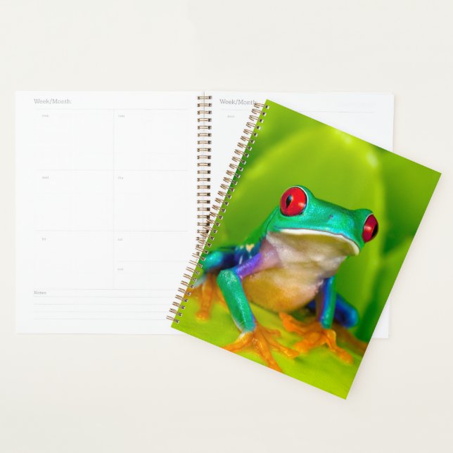 Grenouille aux yeux rouges, Costa Rica (Devant avec enveloppe)