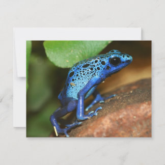 grenouille bleue