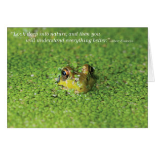 Grenouille dans les algues vertes