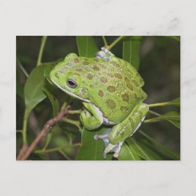 Grenouille d'arbre à aboiements - Carte postale (Devant)