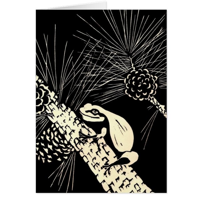 grenouille d'arbre de barrens de pin (Devant)