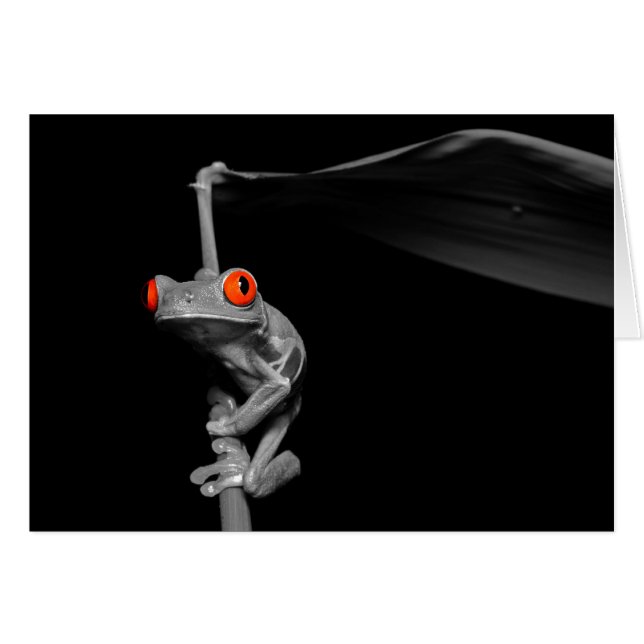 Grenouille d'arbre observée par rouge (Devant horizontal)