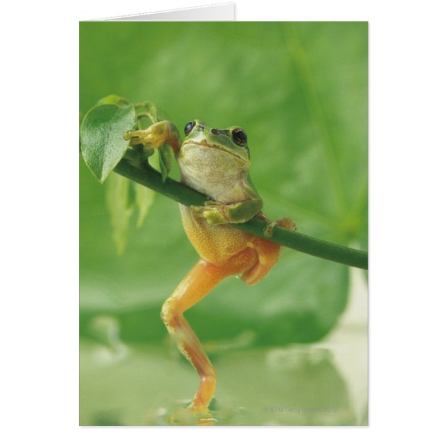 Grenouille des arbres (Devant)
