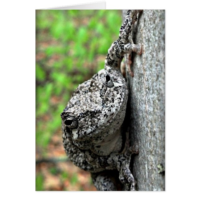 Grenouille des arbres (Devant)