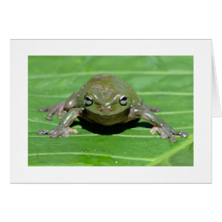 Grenouille des arbres verts australiens