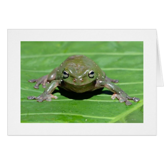 Grenouille des arbres verts australiens (Devant Horizontal)