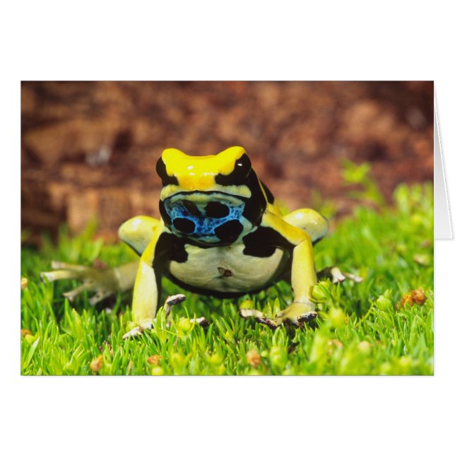 Grenouille empoisonnée, Dendrobates tinctorius, (Devant horizontal)