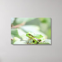 Grenouille européenne en toile verte