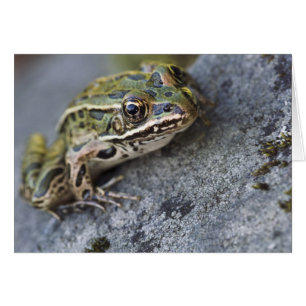 Grenouille léopard du nord, Île transparente,